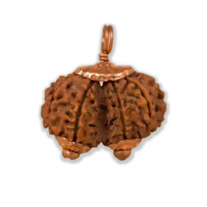Gauri Shankar Rudraksha - Mantra Siddha