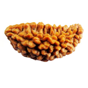 Rudraksh 1 Mukhi - Mantra Siddha