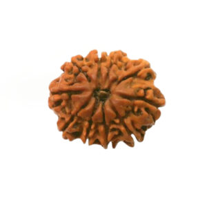 Rudraksha 10 Mukhi - Mantra Siddha