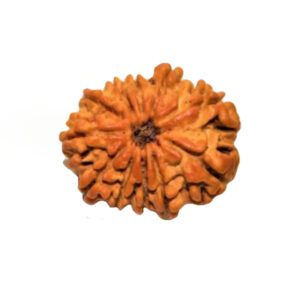 Rudraksha 11 Mukhi - Mantra Siddha