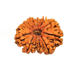 Rudraksha 12 Mukhi - Mantra Siddha