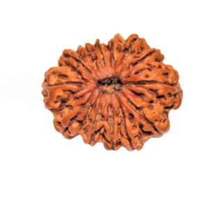 Rudraksha 13 Mukhi - Mantra Siddha