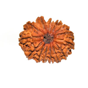 Rudraksha 14 Mukhi - Mantra Siddha