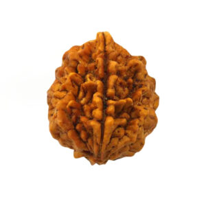 Rudraksh 2 Mukhi - Mantra Siddha
