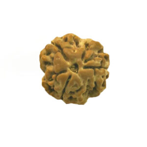Rudraksh 3 Mukhi - Mantra Siddha