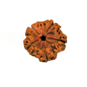 Rudraksh 5 Mukhi - Mantra Siddha