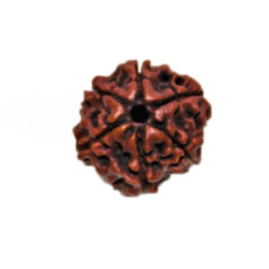 Rudraksh 6 Mukhi - Mantra Siddha