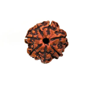 Rudraksh 7 Mukhi - Mantra Siddha
