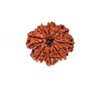 Rudraksha 8 Mukhi - Mantra Siddha