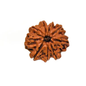 Rudraksha Beads 9 Mukhi - Mantra Siddha